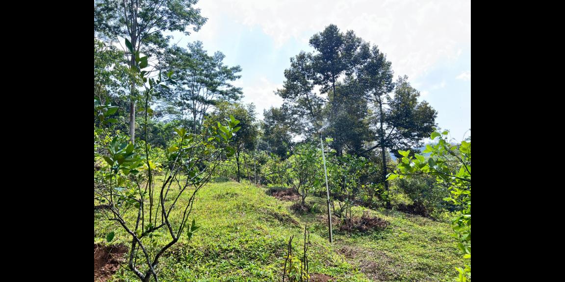 Kebun Durian 5190m² Kawasan Wisata Ngargoyoso Karanganyar Kebun Durian 5190m² Kawasan Wisata Ngargoyoso Karanganyar