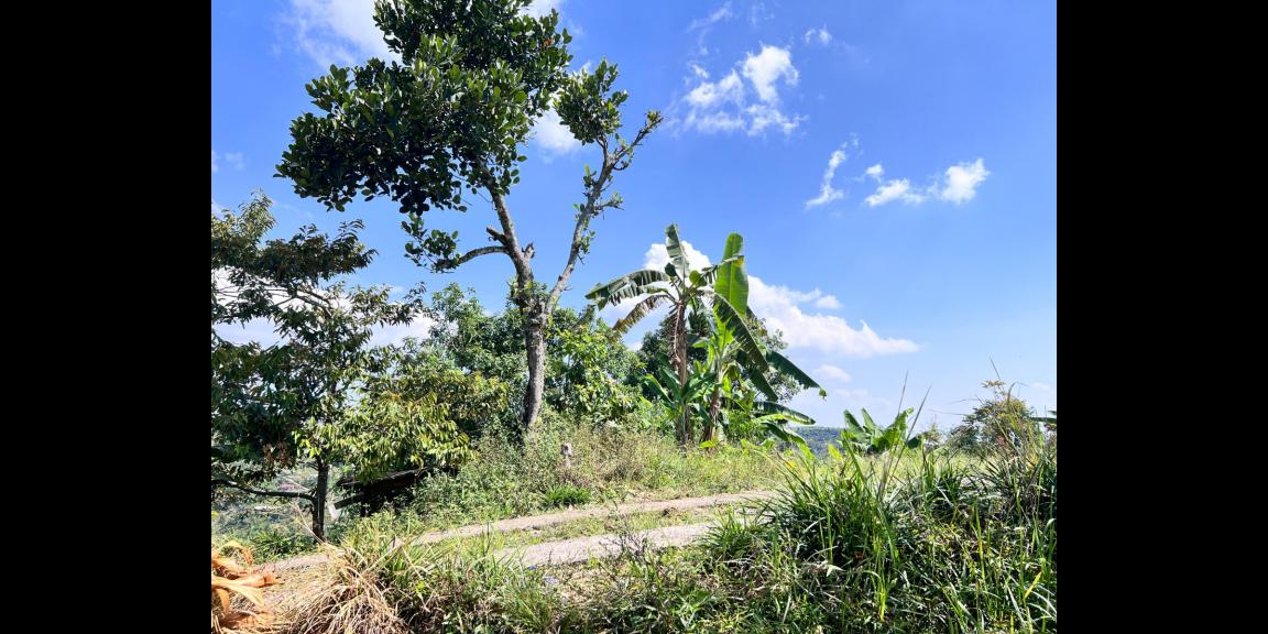 Tanah Idaman 5933m² View Langsung Gunung Lawu Tanah Idaman 5933m² View Langsung Gunung Lawu