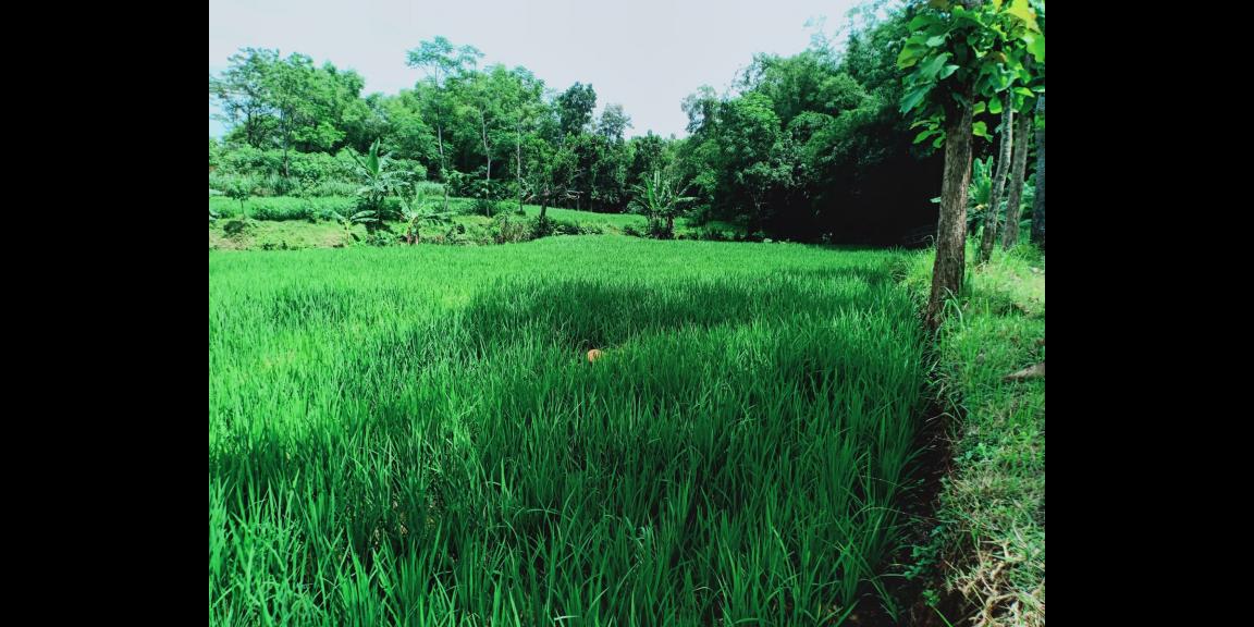 Dijual Tanah Sawah Subur Kerjo Karanganyar Dijual Tanah Sawah Subur Kerjo Karanganyar