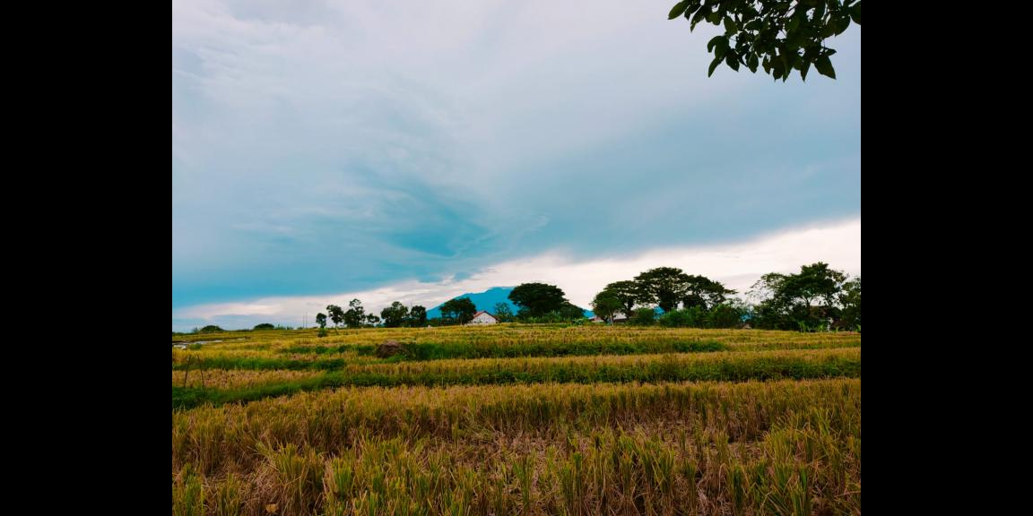 Dijual Tanah Kebun Jati Pekarangan Mojogedang Karanganyar Dijual Tanah Kebun Jati Pekarangan Mojogedang Karanganyar
