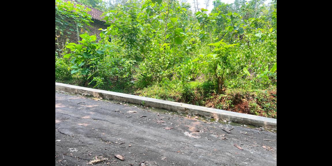 Tanah Kebun Jati 500m² 135Jt Kedawung, Sragen Tanah Kebun Jati 500m² 135Jt Kedawung, Sragen