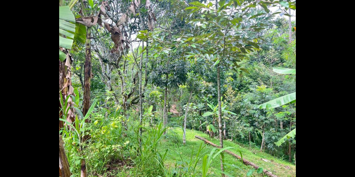 Tanah 1850m² 350 Juta Bonus Rumah Siap Huni Lokasi Karanganyar Tanah 1850m² 350 Juta Bonus Rumah Siap Huni Lokasi Karanganyar