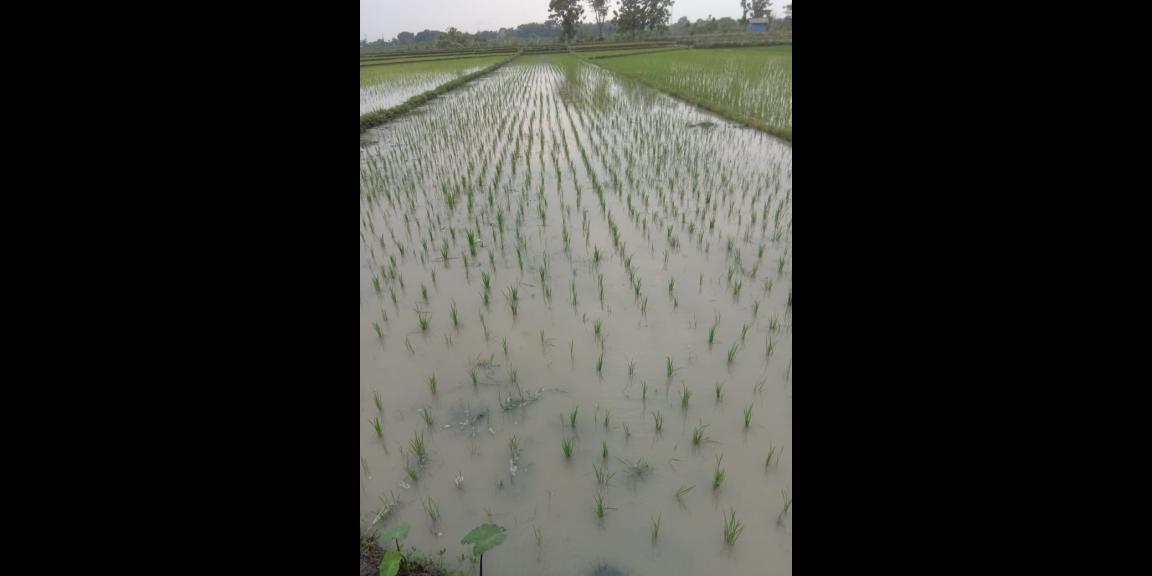 Tanah Super Datar 1147m² Masaran Sragen Tanah Super Datar 1147m² Masaran Sragen