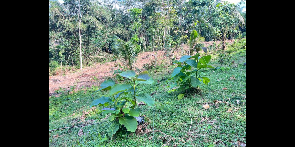 Tanah 1368m² Cocok Untuk Kebun Buah Karanganyar Tanah 1368m² Cocok Untuk Kebun Buah Karanganyar