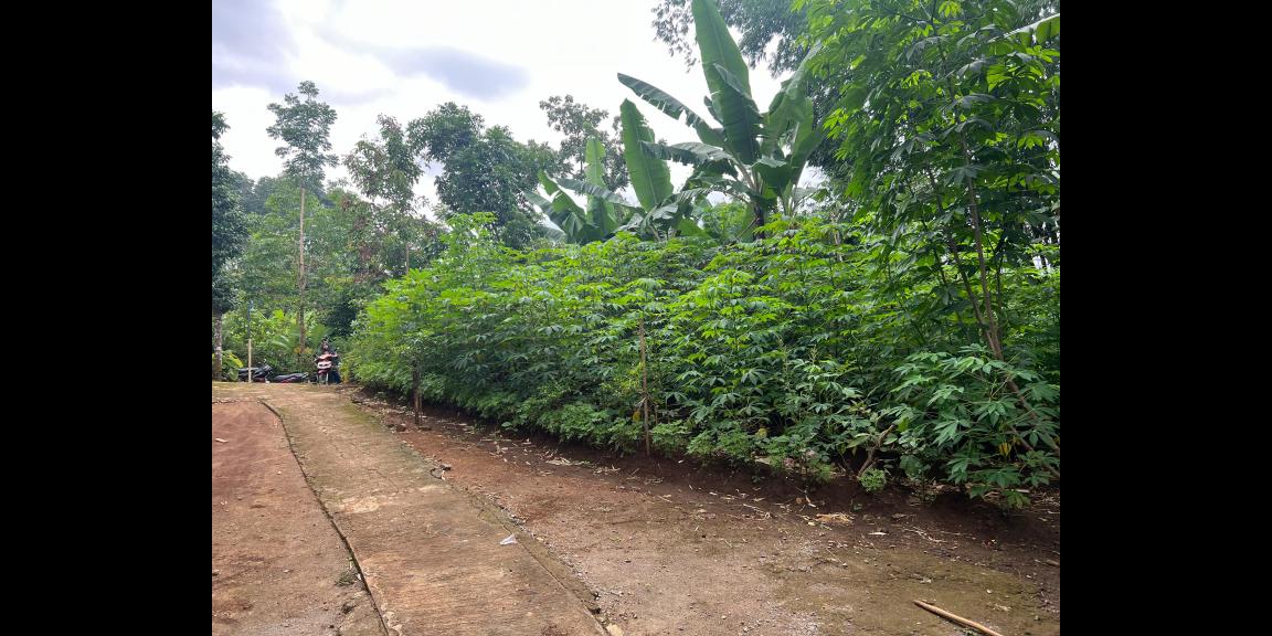 Tanah Bonus Rumah Siap Huni 1678m2 375Jt Karanganyar Tanah Bonus Rumah Siap Huni 1678m2 375Jt Karanganyar