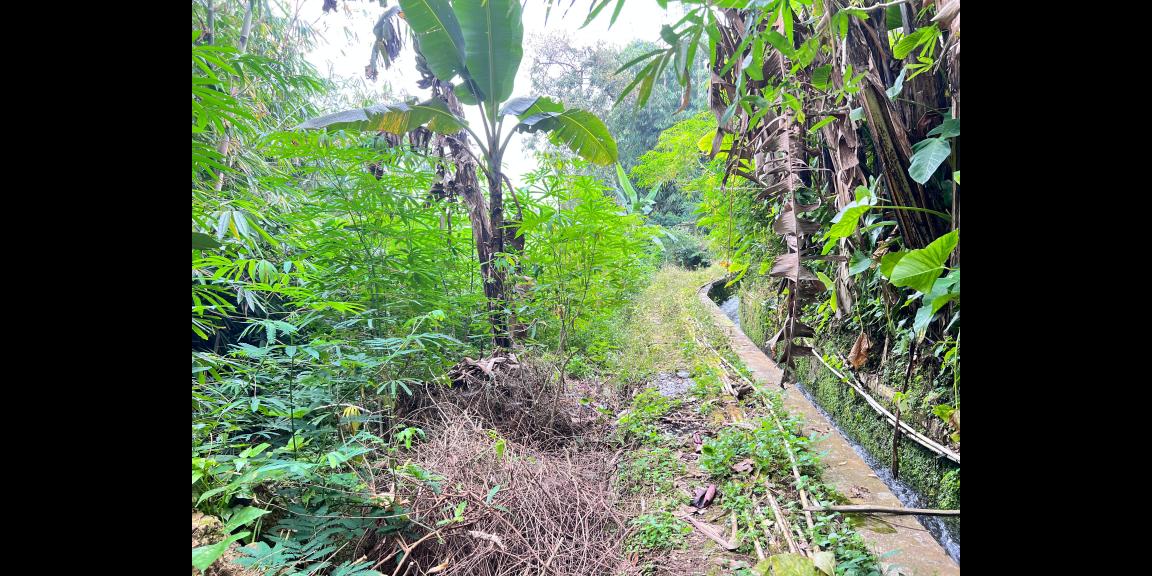 Pekarangan 225 Juta Cocok untuk Kebun Buah Ngargoyoso Pekarangan 225 Juta Cocok untuk Kebun Buah Ngargoyoso