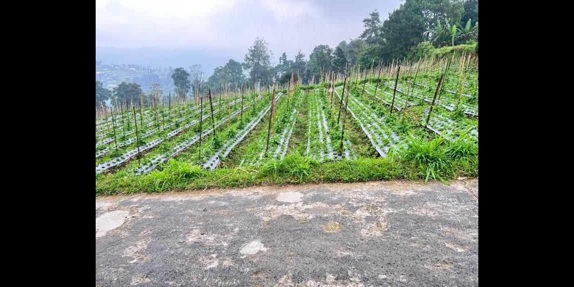 Tanah 1068m² View Cantik Tanpa Halang Ngargoyoso Tanah 1068m² View Cantik Tanpa Halang Ngargoyoso