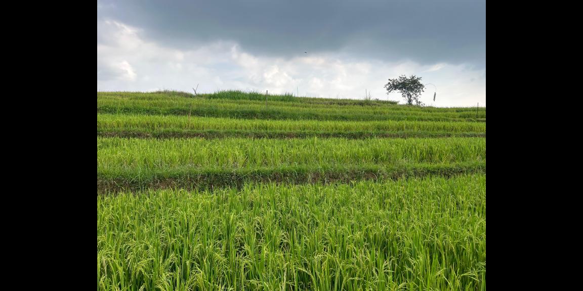 Tanah Subur 1000m² 300 Juta Karangpandan Tanah Subur 1000m² 300 Juta Karangpandan