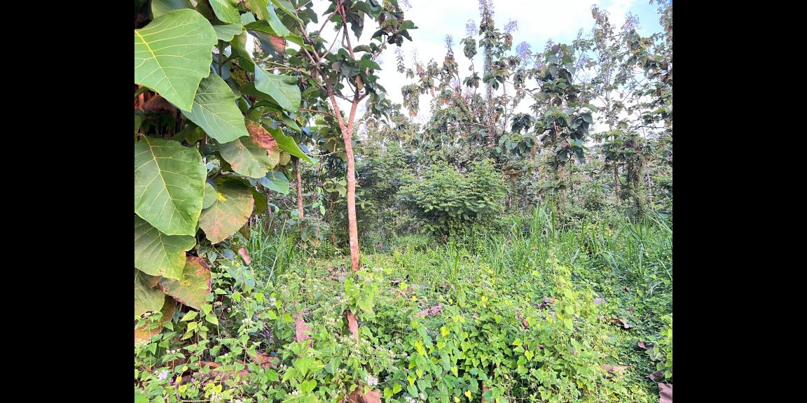 Tanah Super Datar 2000m Barat Pasar Mojogedang Tanah Super Datar 2000m Barat Pasar Mojogedang