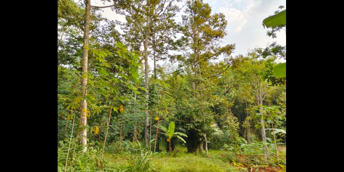 Kebun Durian Siap Panen 1282m Mojogedang Kebun Durian Siap Panen 1282m Mojogedang