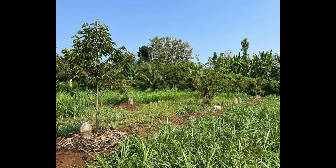 Tanah Kebun Buah 2020m² Kedawung Sragen Tanah Kebun Buah 2020m² Kedawung Sragen