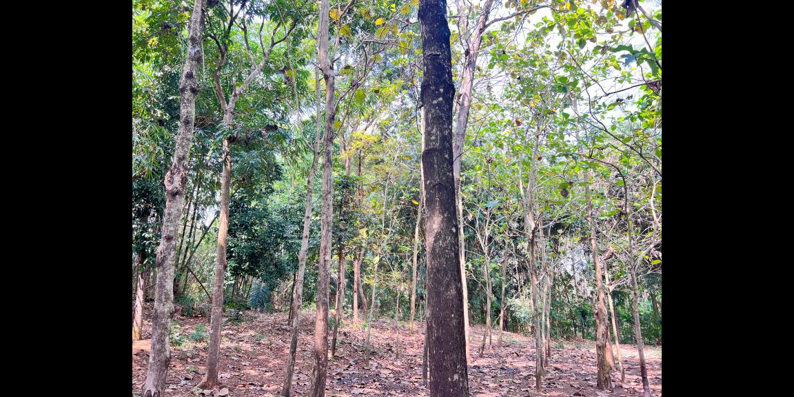 Tanah Datar 350 Juta Cocok Untuk Hunian Sragen Tanah Datar 350 Juta Cocok Untuk Hunian Sragen