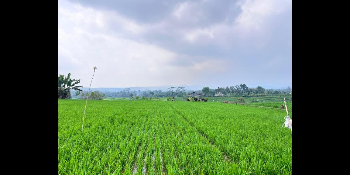 Tanah View Gunung Lawu 1000m Karanganyar Utara Tanah View Gunung Lawu 1000m Karanganyar Utara