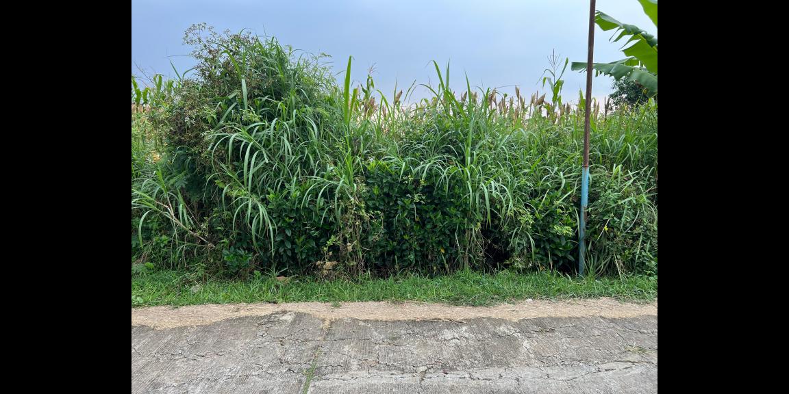 Tanah 3550m² Cocok Untuk Kebun Buah Karanganyar Tanah 3550m² Cocok Untuk Kebun Buah Karanganyar