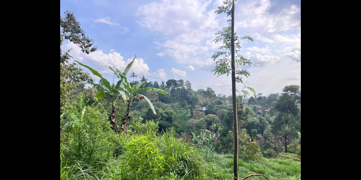 Tanah 800m² Cocok Untuk Kebun Buah Ngargoyoso Tanah 800m² Cocok Untuk Kebun Buah Ngargoyoso