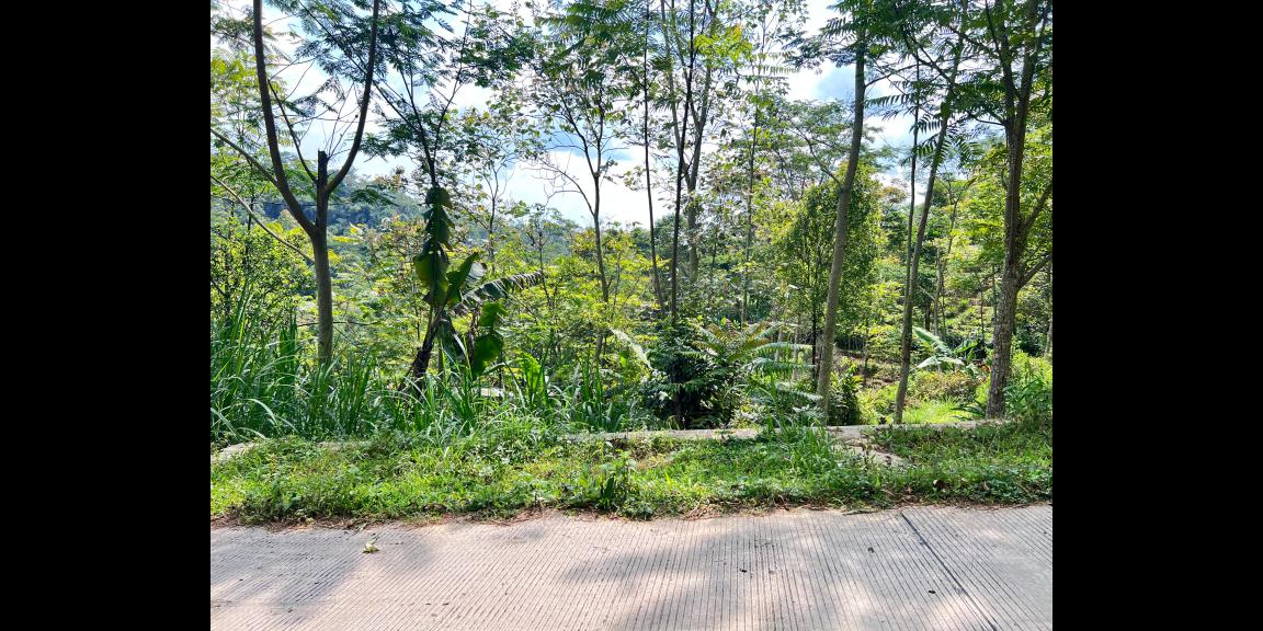 Tanah Murah 9803m 200rb/m Utara Candi Cetho Karanganyar Tanah Murah 9803m 200rb/m Utara Candi Cetho Karanganyar