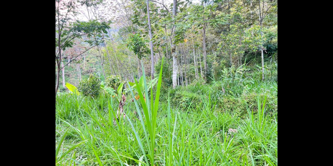 Tanah Istimewa 1721m Dekat Sungai Candi Cetho Karanganyar Tanah Istimewa 1721m Dekat Sungai Candi Cetho Karanganyar