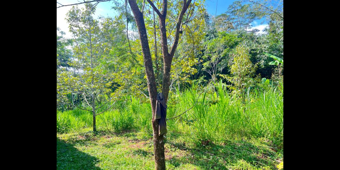 Kebun Durian 1000m² Bonus Bangunan Karanganyar Kebun Durian 1000m² Bonus Bangunan Karanganyar