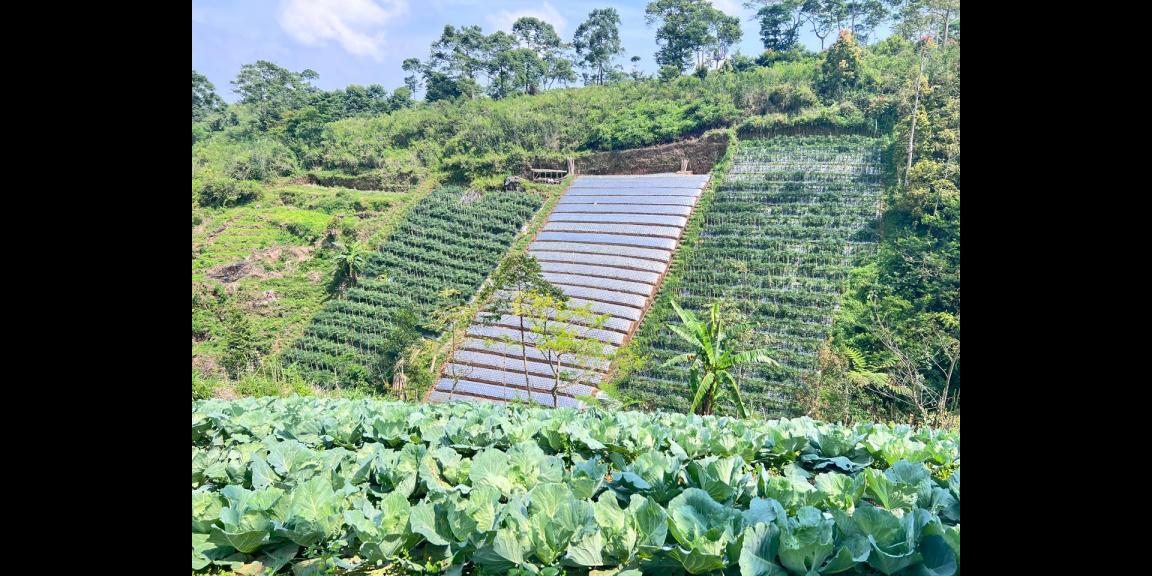 Tanah 7000m² Cocok Untuk Wisata Kebun Buah Ngargoyoso Tanah 7000m² Cocok Untuk Wisata Kebun Buah Ngargoyoso