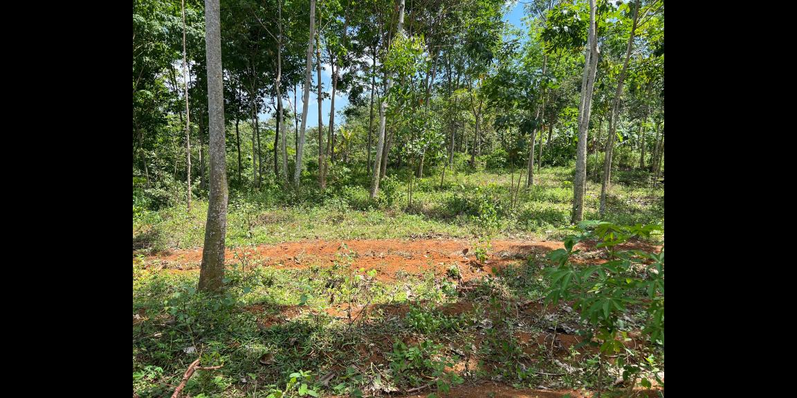 Tanah 82rb/m View Gunung Lawu Karanganyar Tanah 82rb/m View Gunung Lawu Karanganyar