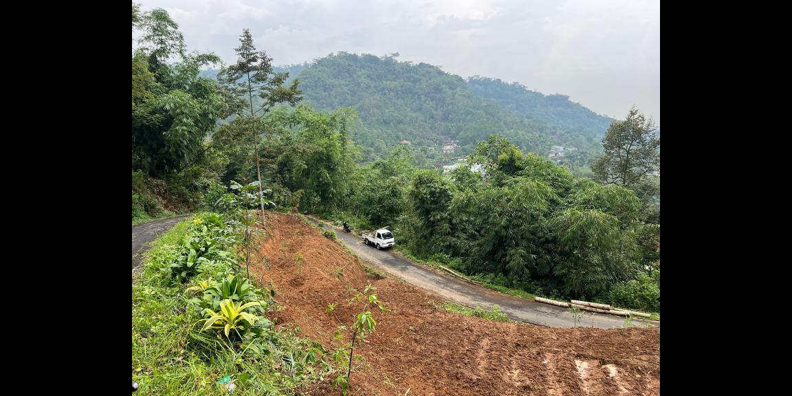 Kebun Alpukat 1200m Jalan DPU Ngargoyoso  Kebun Alpukat 1200m Jalan DPU Ngargoyoso