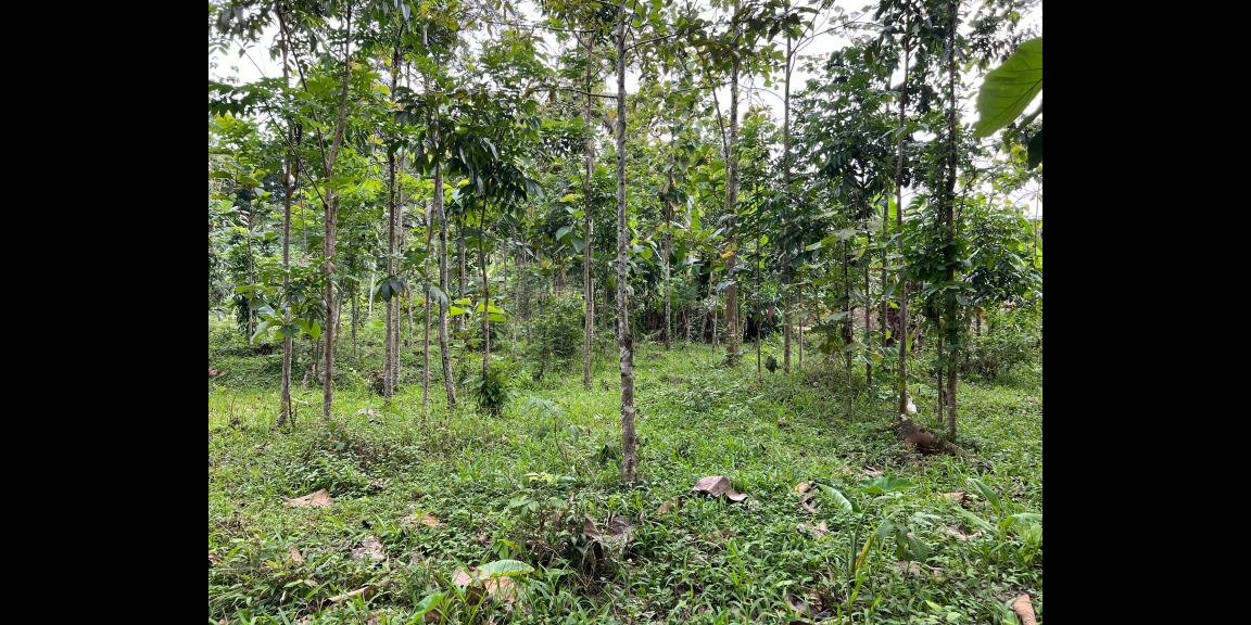 Tanah Siap Bangun 1986m² Kerjo Karanganyar   Tanah Siap Bangun 1986m² Kerjo Karanganyar