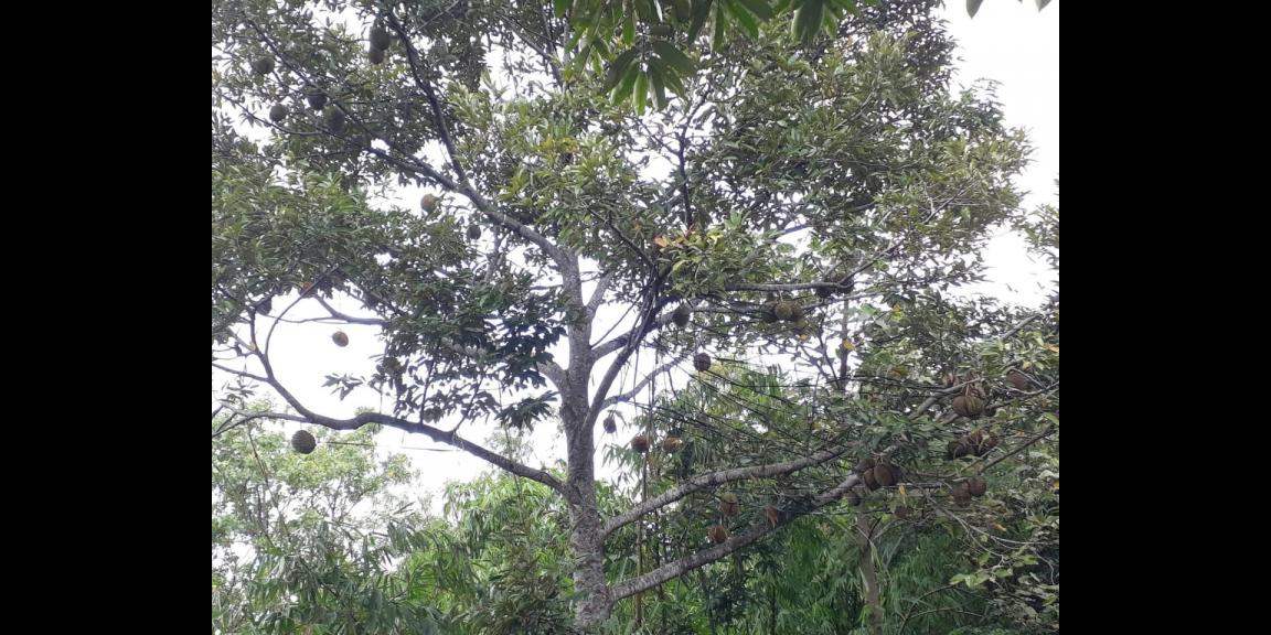 Kebun Durian 1500m² Tepi Jl Ngargoyoso Karanganyar  Kebun Durian 1500m² Tepi Jl Ngargoyoso Karanganyar