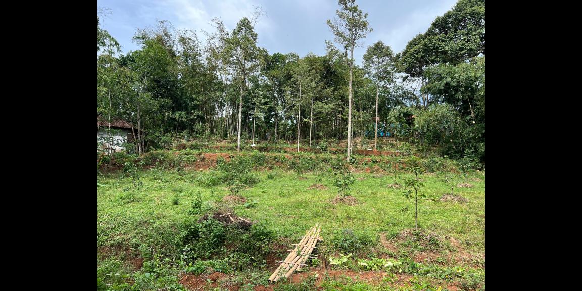 Kebun Alpukat 2100m² Udara Sejuk Karanganyar Kebun Alpukat 2100m² Udara Sejuk Karanganyar