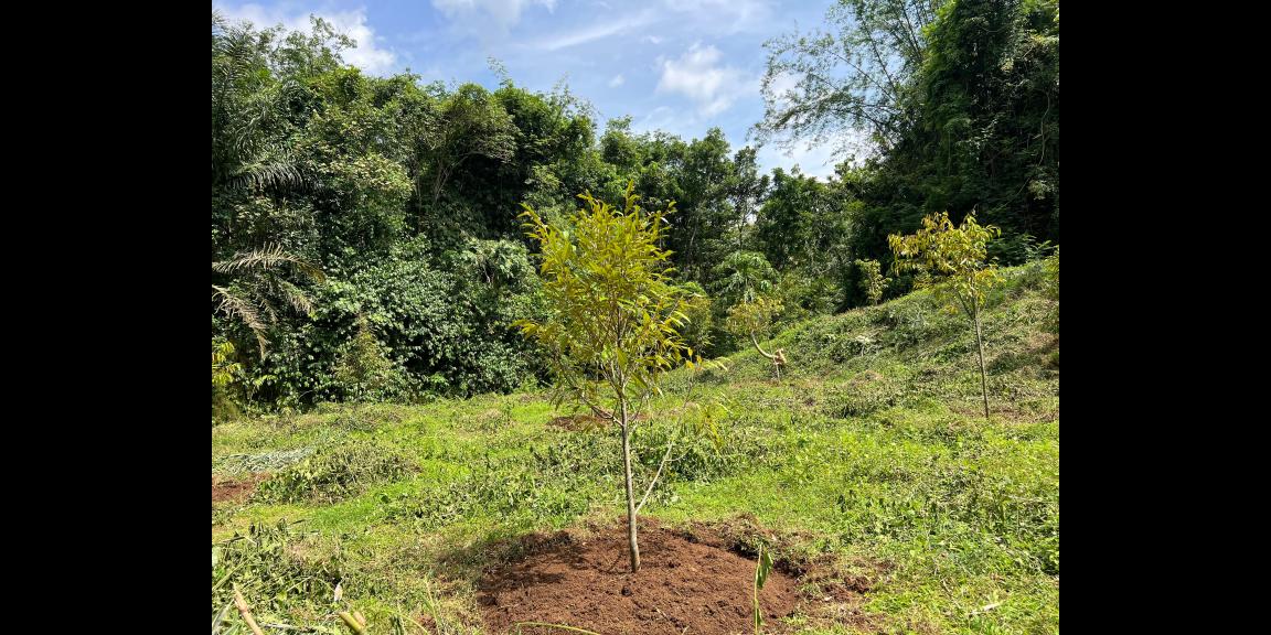 Kebun Durian Subur 1000m Kerjo, Karanganyar Kebun Durian Subur 1000m Kerjo, Karanganyar