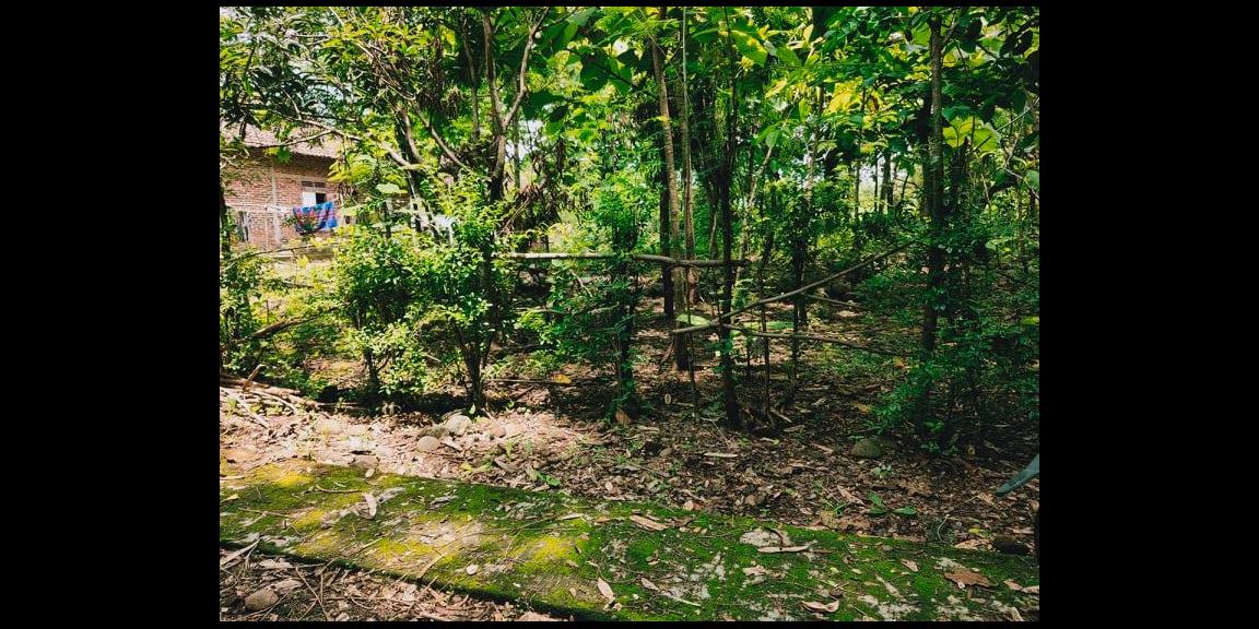 DIJUAL TANAH KEBUN JATI DEKAT PASAR KEDAWUNG SRAGEN DIJUAL TANAH KEBUN JATI DEKAT PASAR KEDAWUNG SRAGEN