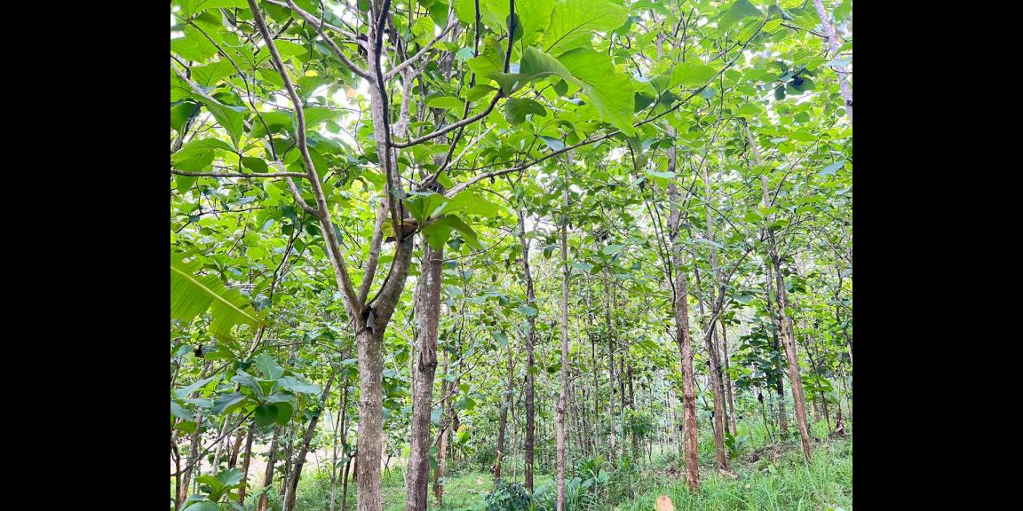 Tanah Kebun Jati 1517m² Karanganyar Tanah Kebun Jati 1517m² Karanganyar