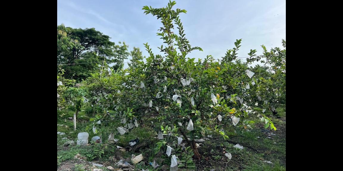 Tanah 6670m² Kebun Jambu Siap Panen Sragen Tanah 6670m² Kebun Jambu Siap Panen Sragen