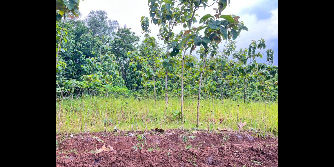 DIJUAL TANAH PEKARANGAN 1 HEKTAR – SAMBIREJO, SRAGEN–SOLO DIJUAL TANAH PEKARANGAN 1 HEKTAR – SAMBIREJO, SRAGEN–SOLO