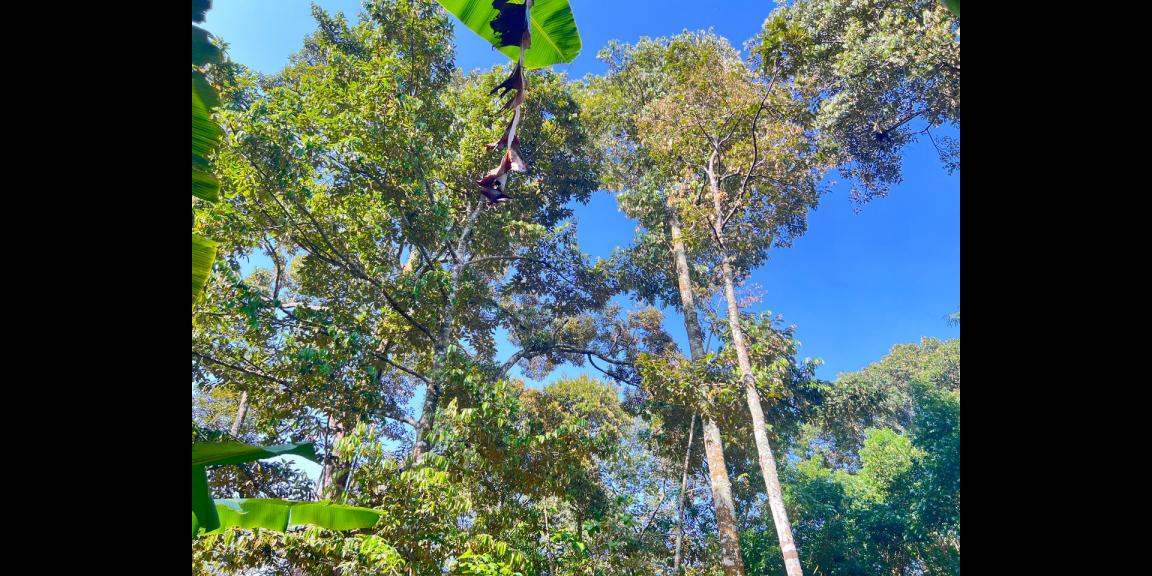 Kebun Durian 300 Juta Utara Pasar Mojogedang Karanganyar Kebun Durian 300 Juta Utara Pasar Mojogedang Karanganyar