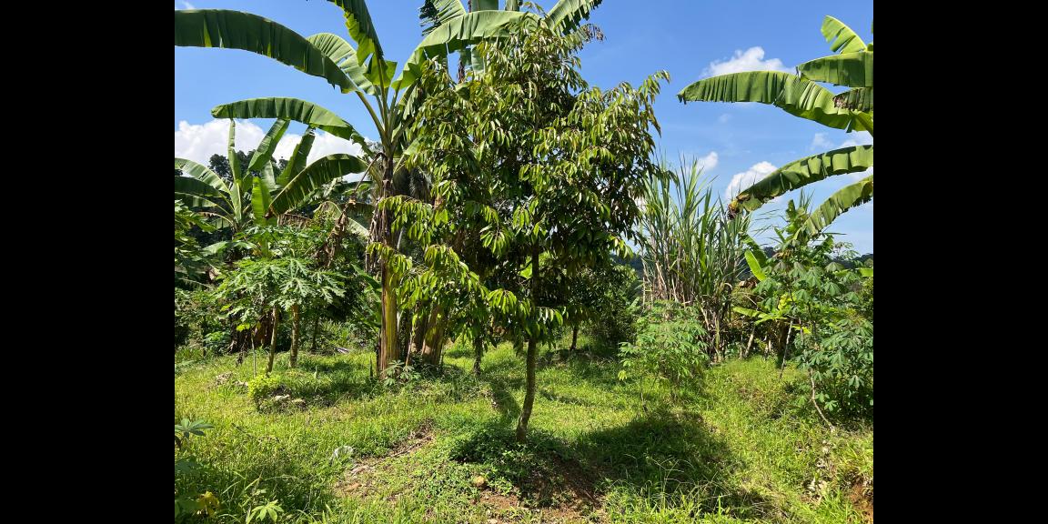 Kebun Durian 1900m Subur Mojogedang Karanganyar Kebun Durian 1900m Subur Mojogedang Karanganyar