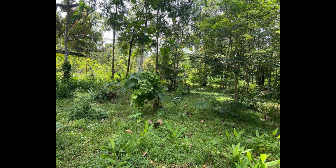 Tanah Datar 3600m² Udara Sejuk Karanganyar Tanah Datar 3600m² Udara Sejuk Karanganyar