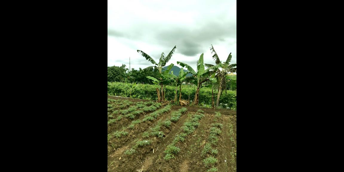TANAH UNTUK PERUMAHAN DAN PERMUKIMAN DEKAT GT. PAMULIHAN TANJUNGSARI SUMEDANG TANAH UNTUK PERUMAHAN DAN PERMUKIMAN DEKAT GT. PAMULIHAN TANJUNGSARI SUMEDANG
