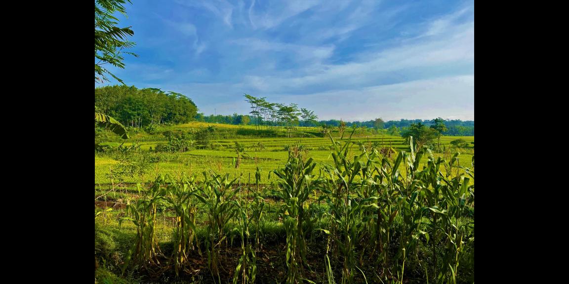 Tanah Luas Hanya 225 Juta Karanganyar Tanah Luas Hanya 225 Juta Karanganyar