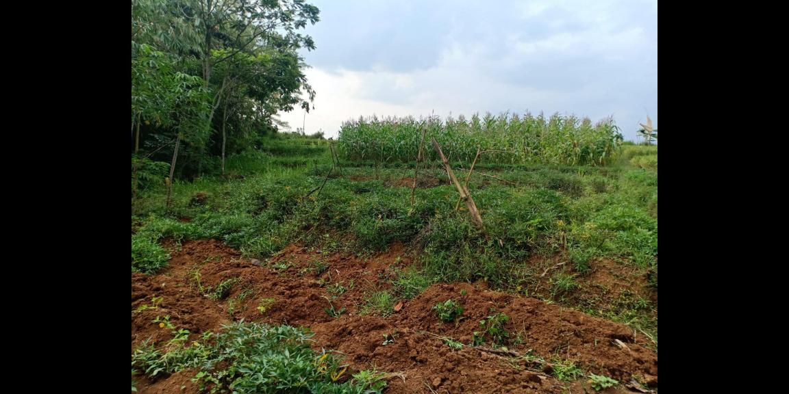 Sawah Produktif 1826m² 125Juta Kerjo Karanganyar Sawah Produktif 1826m² 125Juta Kerjo Karanganyar