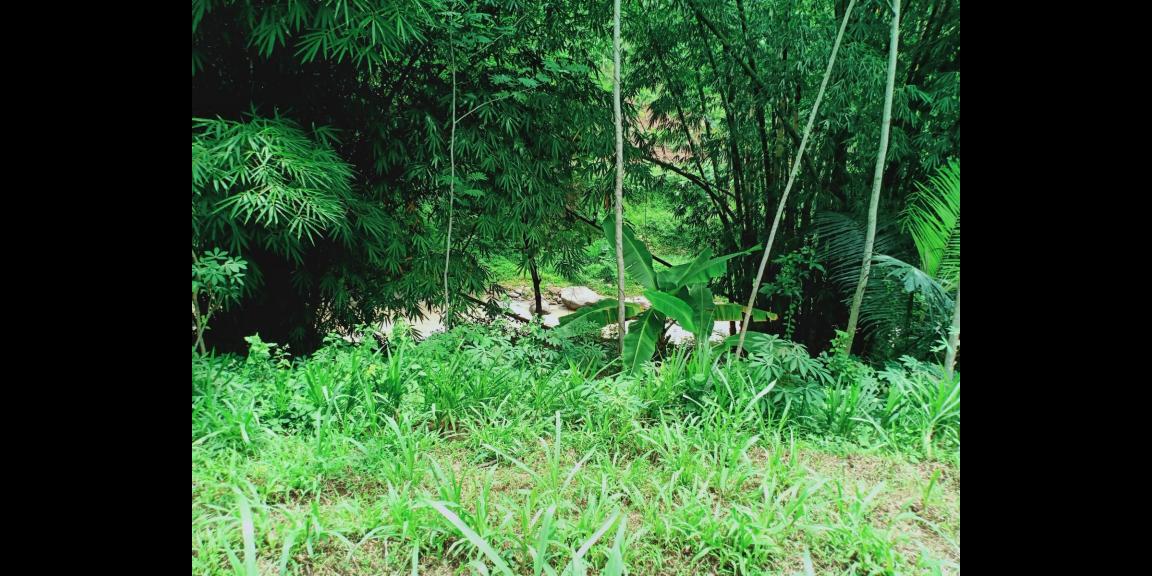 Tanah 2705m² Sambirejo Sragen Tanah 2705m² Sambirejo Sragen