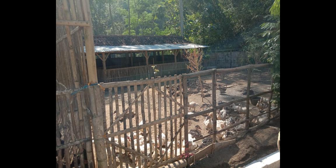 Lahan peternakan lengkap dgn kandang sapi, kambing, ayam, kolam, kebun Lahan peternakan lengkap dgn kandang sapi, kambing, ayam, kolam, kebun