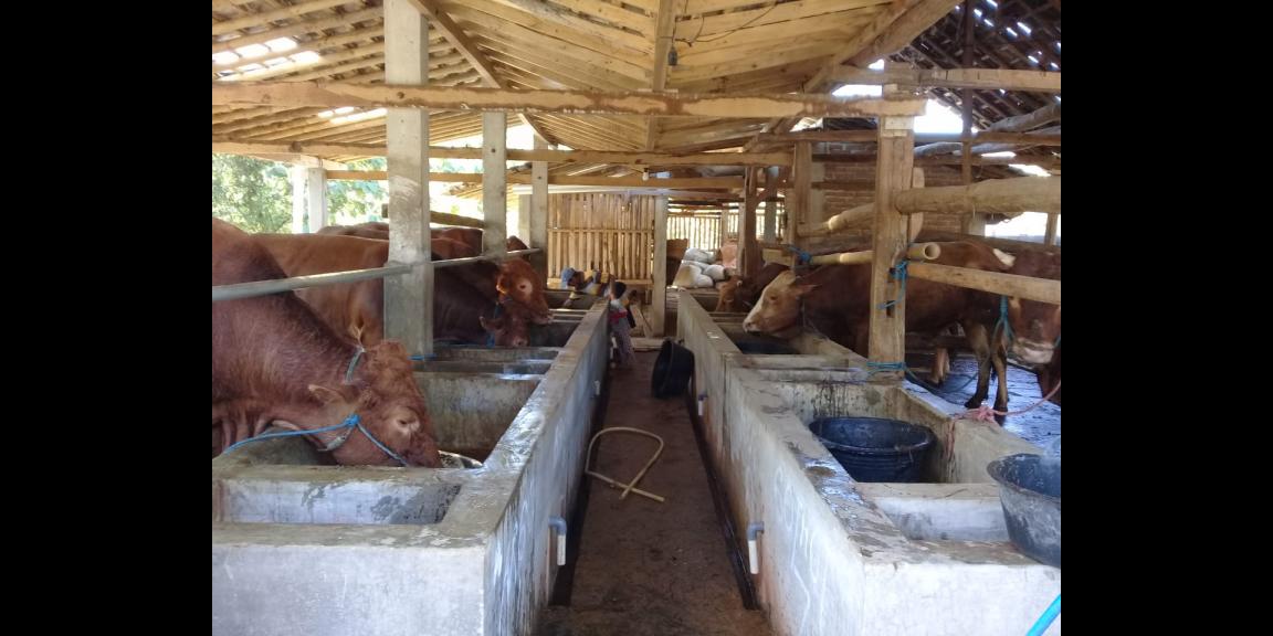 Lahan peternakan lengkap dgn kandang sapi, kambing, ayam, kolam, kebun Lahan peternakan lengkap dgn kandang sapi, kambing, ayam, kolam, kebun