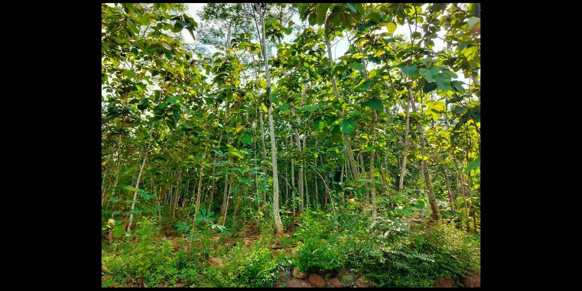 Dijual Tanah Super Datar 1500m² Kerjo Karanganyar Dijual Tanah Super Datar 1500m² Kerjo Karanganyar