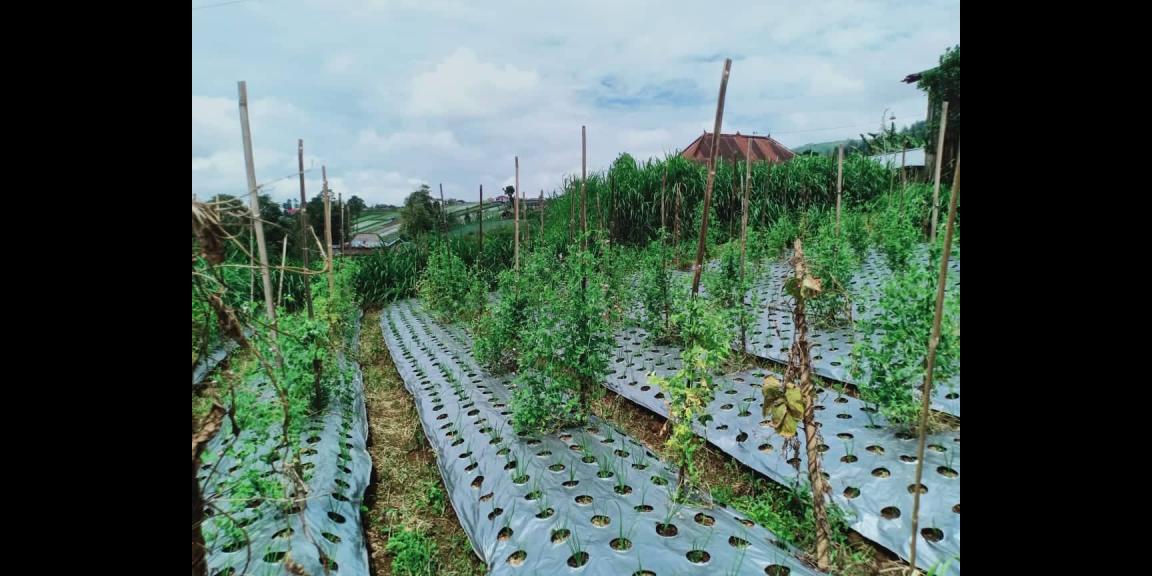 Dijual Tanah 345m² Kemuning Ngargoyoso Karanganyar Dijual Tanah 345m² Kemuning Ngargoyoso Karanganyar