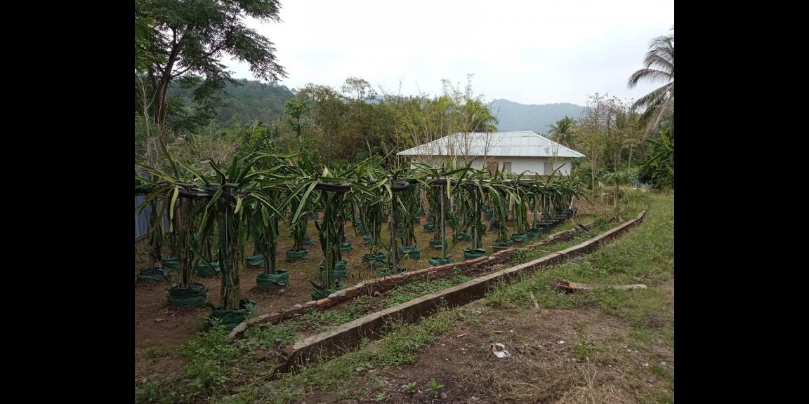 DIJUAL LAHAN KEBUN HOLTIKULTURA BUAH NAGA & TIN LINGKAR SELATAN, CILEGON DIJUAL LAHAN KEBUN HOLTIKULTURA BUAH NAGA & TIN LINGKAR SELATAN, CILEGON