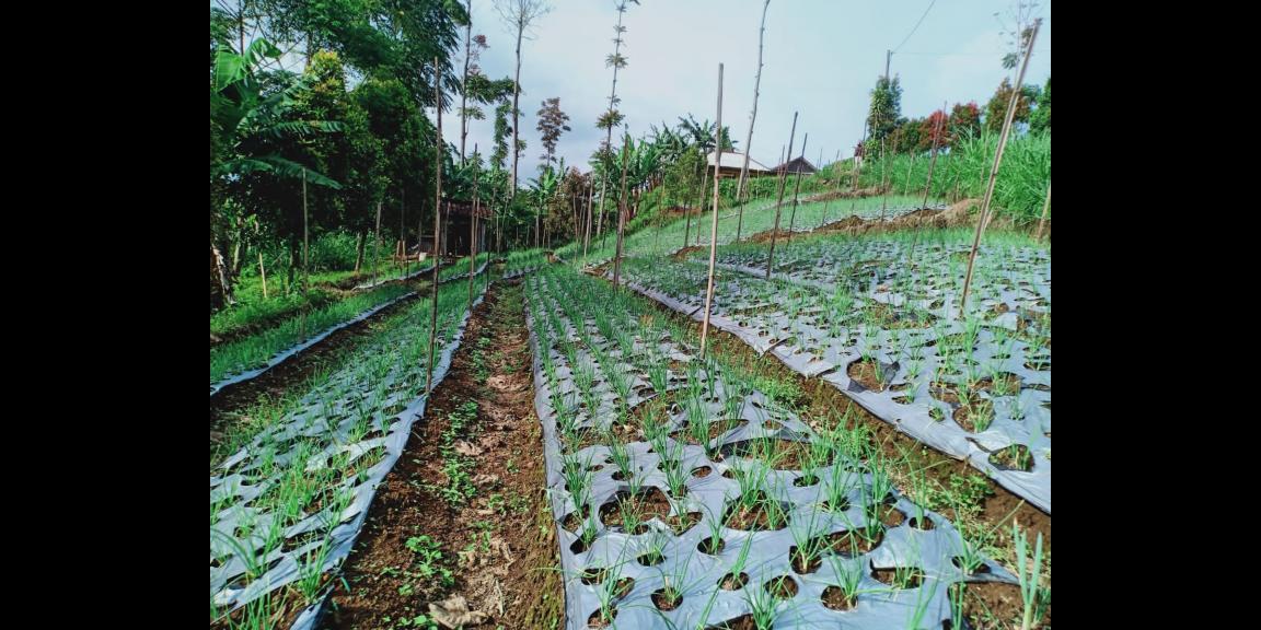 Dijual Tanah Strategis di Kemuning Ngargoyoso Karanganyar Dijual Tanah Strategis di Kemuning Ngargoyoso Karanganyar