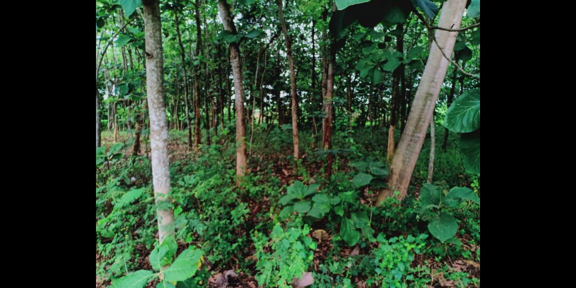 Tanah Kebun Jati Cocok dibangun Rumah Tinggal Kerjo Karanganyar Tanah Kebun Jati Cocok dibangun Rumah Tinggal Kerjo Karanganyar