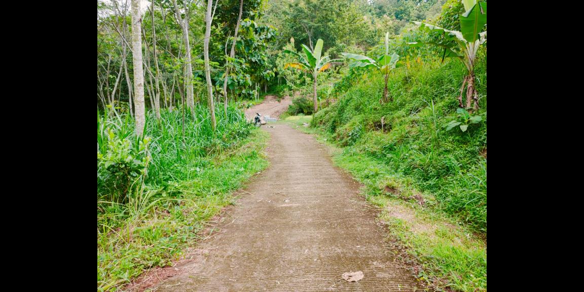 Tanah Kebun Jati 1 Hektar Sambirejo Sragen Tanah Kebun Jati 1 Hektar Sambirejo Sragen