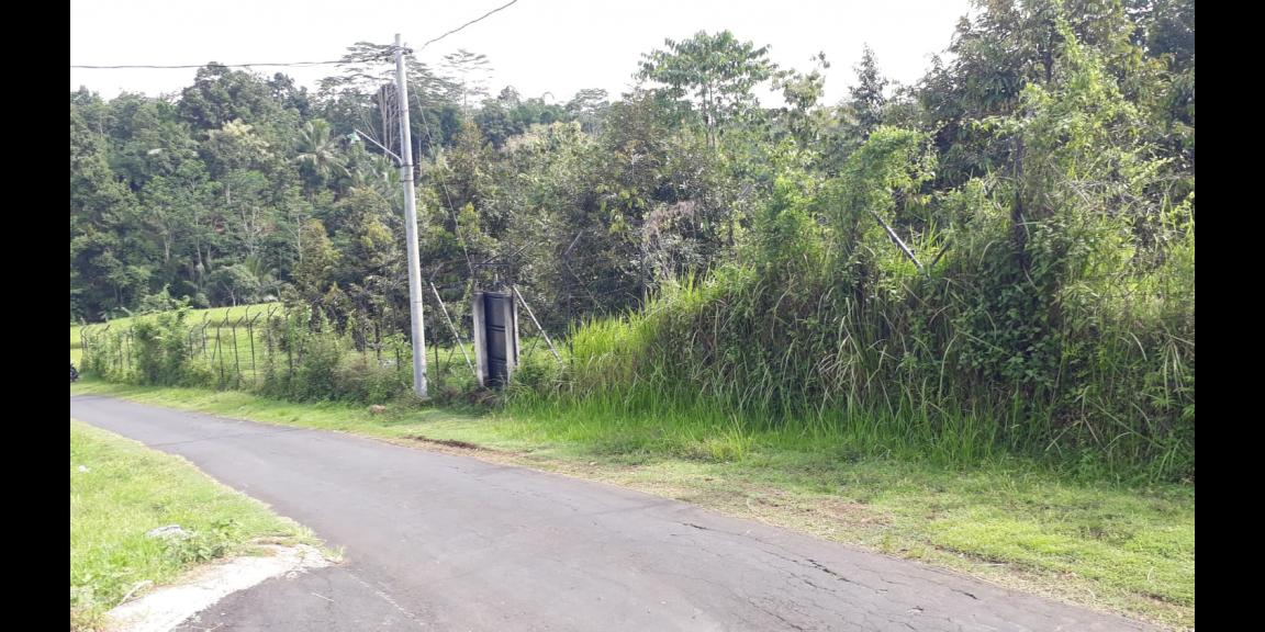 Kebun Durian Produktif 2,5 Hektar Karanganyar Kebun Durian Produktif 2,5 Hektar Karanganyar
