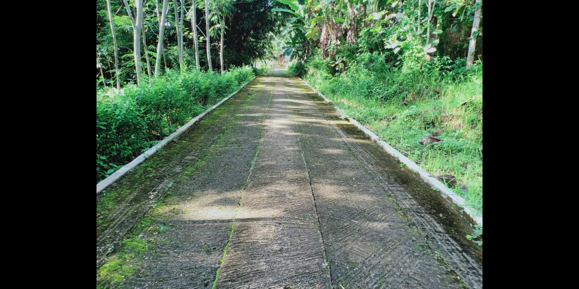 Tanah Kebun Jati Datar 1 Hektar Kerjo Karanganyar Tanah Kebun Jati Datar 1 Hektar Kerjo Karanganyar